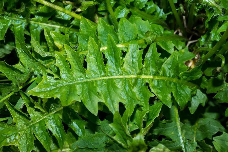 Aposeris foetida / Lattuga fetida